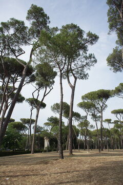 Trees in Rome seen from below, showing trunks, branches, and green foliage, peaceful outdoor environment, nature, urban park, recreational space, travel, landscape view
