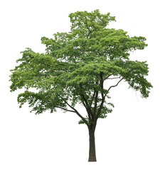 Obraz premium Single tall green tree isolated on white background with full leaves and natural summer foliage