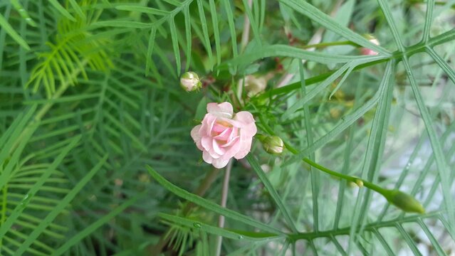 Beautiful Minion roses in the garden. Baby roses. Nature background.