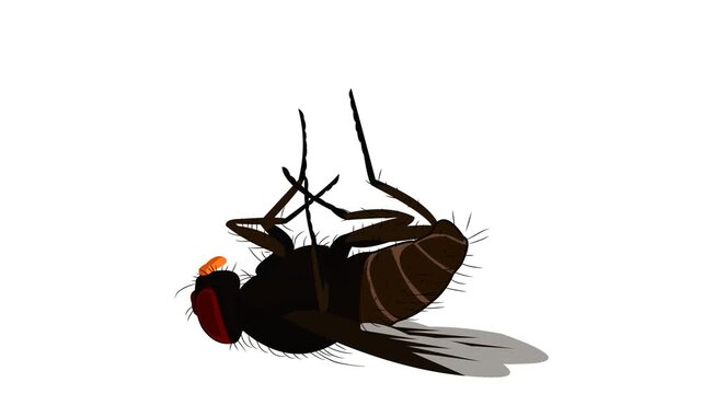 dead fly falling isolated on white background