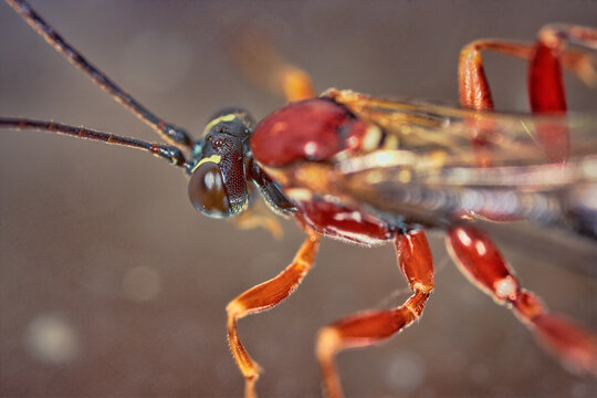 Ultra-macro portrait of a red sand wasp. Crimea