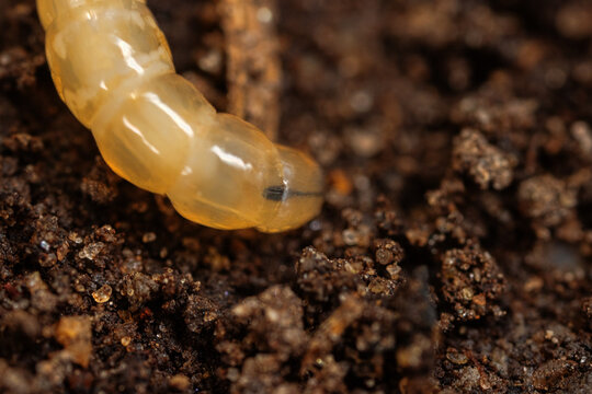 Beetle larva, wireworm, elaterid larva in soil as a pest of vegetable growing.