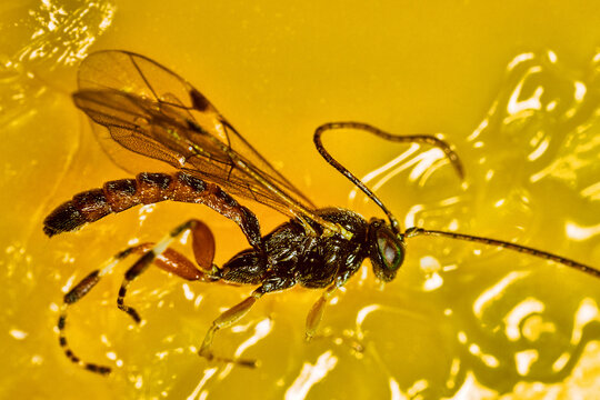 Ichneumon (IchneumonidaeI) from Crimea. Ultramacro