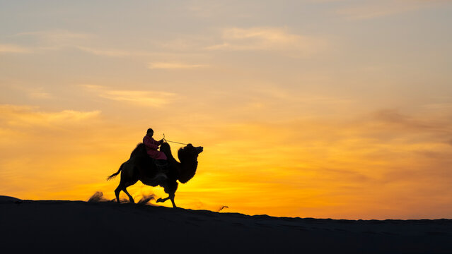 Nomadic rider on Bactrian camel running in Gobi Desert at sunset