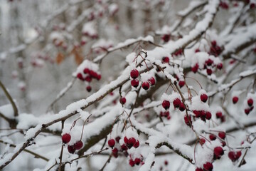 A branch of mountain ash covered with snow. Winter grove.
