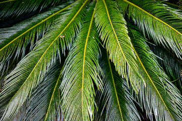 Obraz premium lush green background of tropical plants