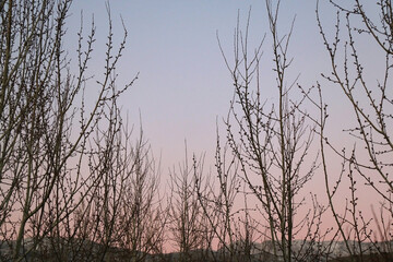 Bare tree branches in the winter. Dramatic sky in the background. Selective focus.