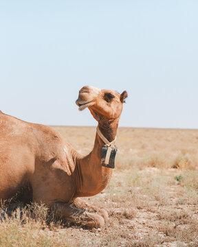 View of a serene camel rests on sun-baked earth under a vast, clear sky, its bell a silent echo in the arid landscape, Shetpe, Mangystau Region, Kazakhstan.