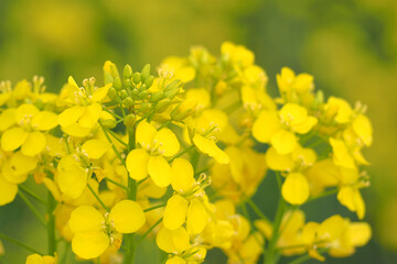 植物　花　畑　夕方