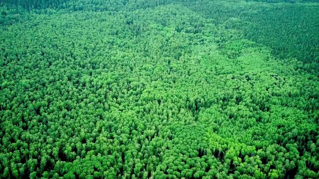 Bird's eye view on mixed green forest and rocks from mountain during summer day. Aerial view of a through deep forest. Bird eye view of a Green Forest road. Drone shot.