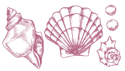 set of sea shells. vector sketch illustration © Rive