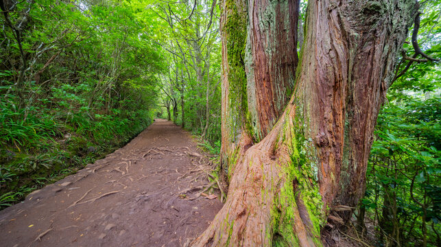 Levada do Caldeirao Verde, Parque Forestal Das Queimadas, Madeira, Portugal, Europe