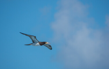 Brown booby (Sula leucogaster) in flight over the waters of the Atlantic ocean near Tortola, British Virgin Islands