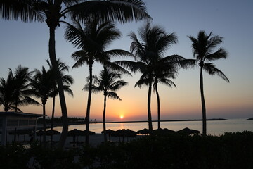 palm trees at sunset © Rafa