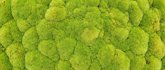 Vibrant green moss close-up nature setting macro photography lush environment aerial view organic beauty and texture