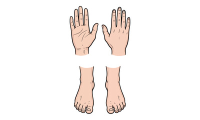 Obraz premium Anatomical Diagram of Human Hands (Palm, Dorsal) and Bare Feet