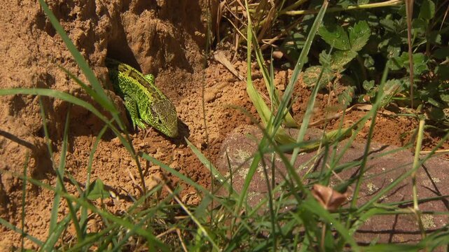 lizard looking out of its hiding place