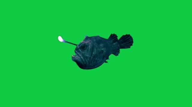 Beautiful Anglerfish coral reefs and tropical fish aquarium colorful sea salt water fantasy avatar alien fish deep sea fish green blue black screen