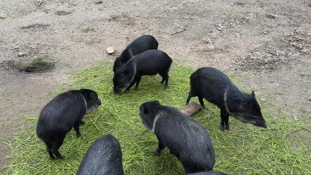 Group of dark collared peccaries gathered together eating green grass on the ground in a natural outdoor enclosure.