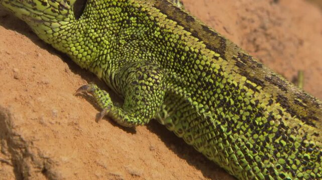lizard soaking up sun on small earth mound