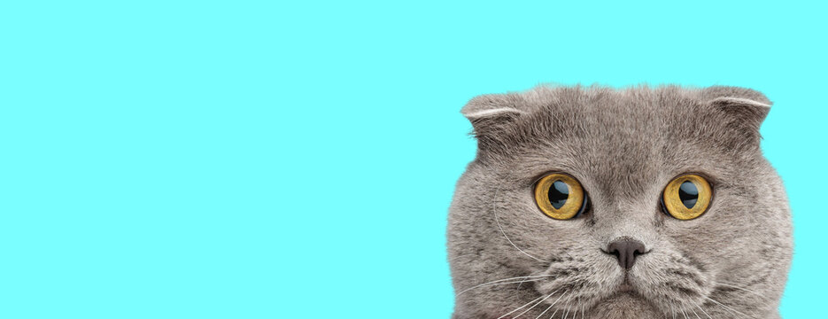 Adorable scottish fold cat peeking and looking forward