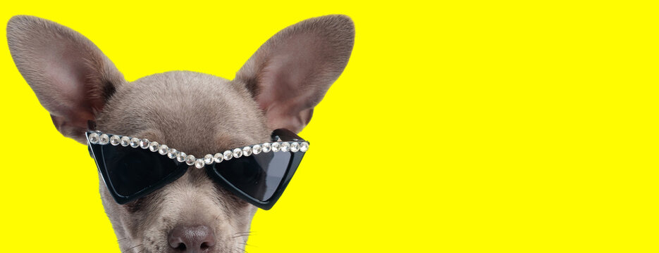 Fashionable chihuahua puppy wearing sunglasses with rhinestones