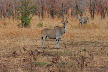 Eland antelope standing in savanna © Lukasz