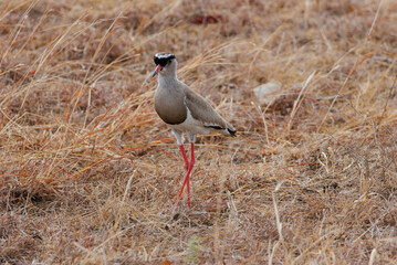 African wading bird standing in dry savanna grass