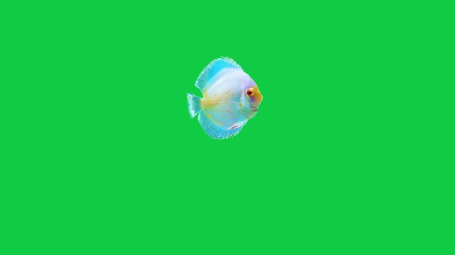 Beautiful Discus coral reefs and tropical fish aquarium colorful sea salt water fantasy avatar alien fish deep sea fish green blue black screen
