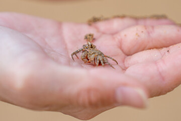 西表島のビーチで捕まえた小さなカニ