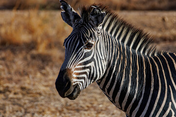 Close up portrait of zebra head © Lukasz