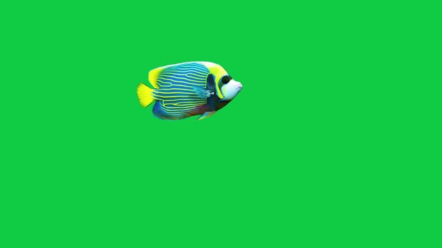 Beautiful coral reefs and tropical fish aquarium colorful sea salt water fantasy avatar alien fish deep sea fish green blue black screen