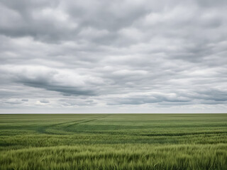 Obraz premium Wide landscape of a vast green wheat field stretching to the horizon under a heavy, dramatic overcast sky with thick clouds.
