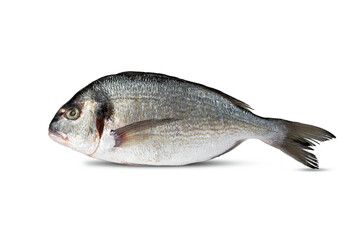 Fresh raw sea Dorado fish isolated on white background. Whole uncooked seafood with natural texture. Close-up.
