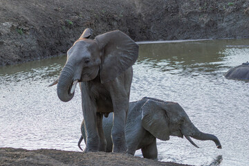 Elephant family at waterhole © Lukasz