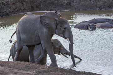 Elephant family walking at waterhole © Lukasz