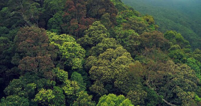 Aerial View of Misty Tropical Forest Canopy at Sunrise