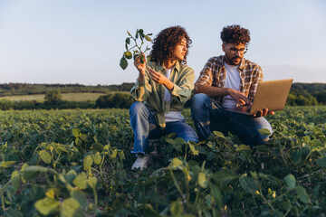 Agronomists analyzing soybean plants and using laptop in cultivated field