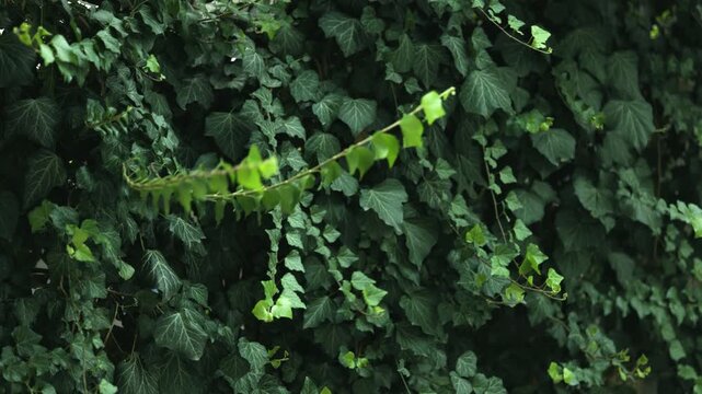 Many leafs of ivy cover a wall.