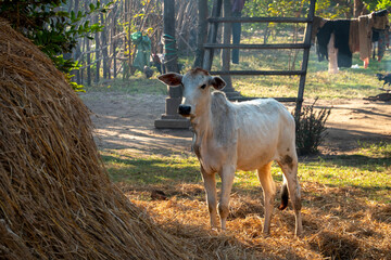 Cambodian rural scene.  A cow standing by a stack of rice straw in front of a smallholding