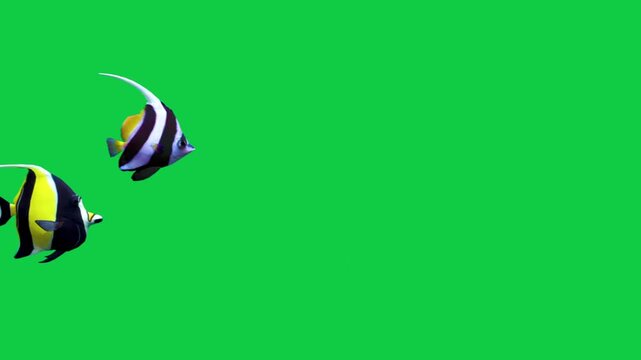 Beautiful Moorish idol coral reefs and tropical fish aquarium colorful sea salt water fantasy avatar alien fish deep sea fish green blue black screen