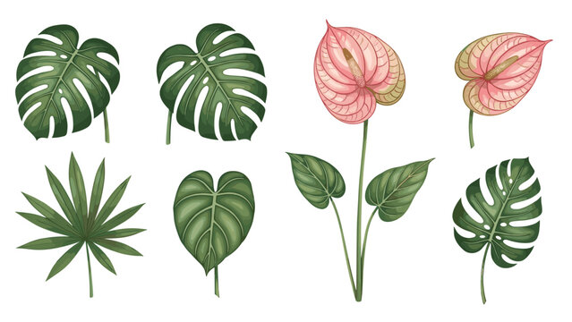 Tropical leaves collection includes monstera and other exotic green foliage with pink anthurium flowers for botanical illustration.