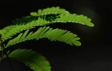 Photographs of leaves in the forest are natural and can be used as backgrounds.