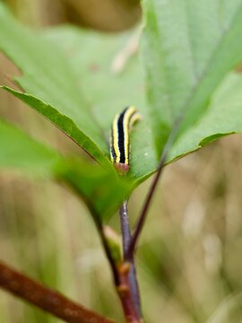 The broom moth (Ceramica pisi) at larva stage, a noctuid moth species found in Europe