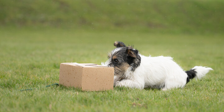 jack russell terrier puppy learning dog sport box pushing exercise outdoors
