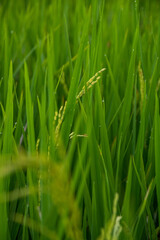 Obraz premium Green Rice Field