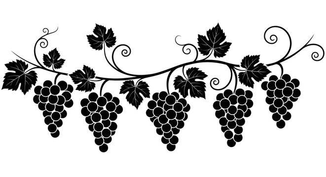 A decorative black and white illustration of grape vines with clusters of grapes and leaves high quality professional