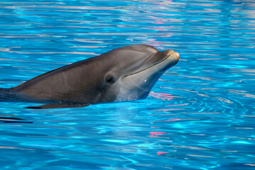 Gro&szlig;e T&uuml;mmler (Tursiops truncatus) Delfin im Meer