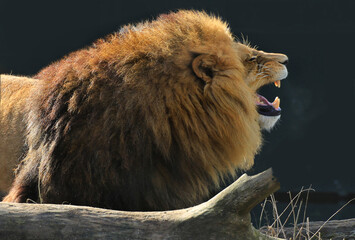  L&ouml;we (Panthera leo) Raubtier, Kopf, Seitenansicht 