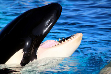 Gro&szlig;e Schwertwal (Orcinus orca) Orca, Killerwal, Kopf, Portrait